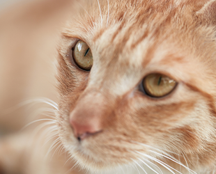 이미지명